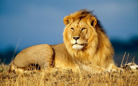 狮子，谎言，鬃毛，野兽之王，非洲