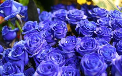 蓝玫瑰，鲜花，花卉，玫瑰