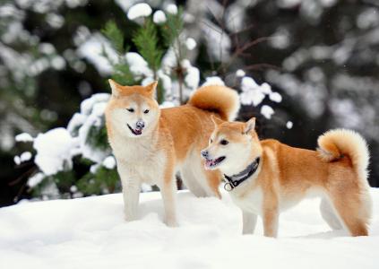 Siba-inu，冬天，雪，狗