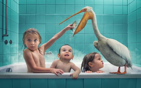 孩子，女孩，男孩，鹈鹕，鸟，浴，沐浴，鱼，情况