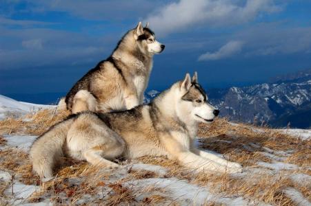 狗，狗，雪，山