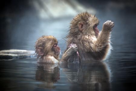 日本猕猴，幼仔，日本猕猴，沐浴，水，猴子，猕猴