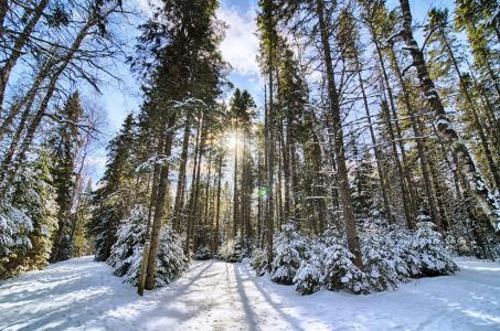 冬天，森林，树木，景观