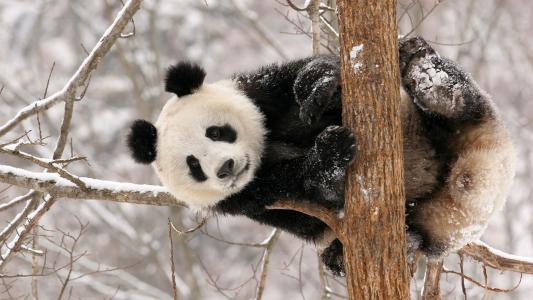 熊猫，冬天，雪，熊