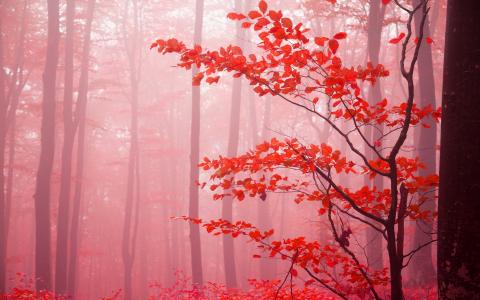 森林，秋天，树木，叶子
