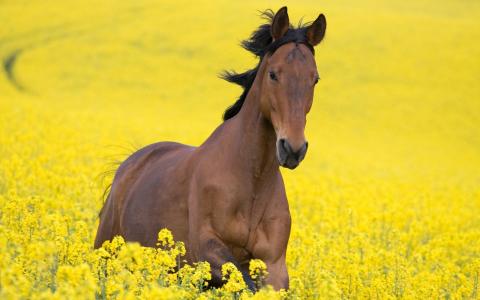 马，鲜花，田地，马，黄色