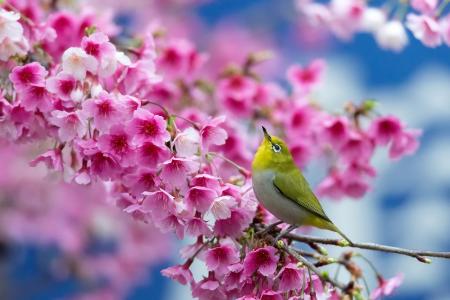 春天，樱花，分支，鲜花，美女，日本白眼睛