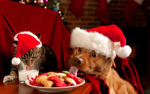 新年，狗，猫，帽子，牛奶，饼干