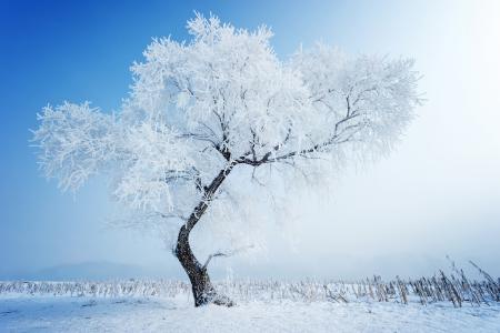 雪，树，冬天，性质