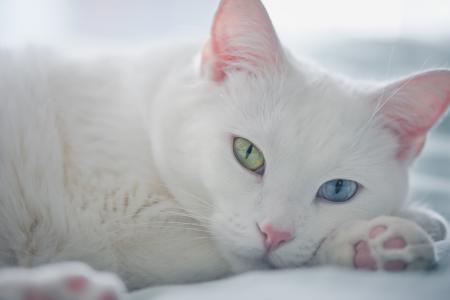白色的猫，看，枪口，不同的眼睛，猫，猫