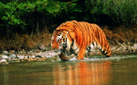 水，老虎