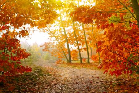 秋天，秋天，森林，叶子，叶子，森林