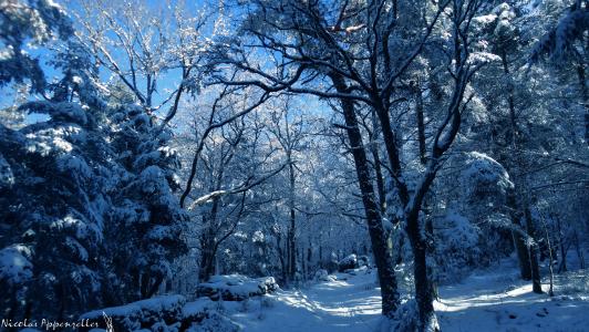 冬天，雪，树，景观