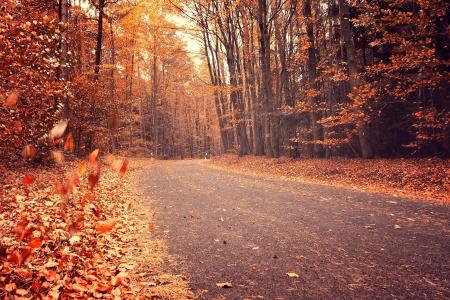 森林，树木，路，秋天，叶子