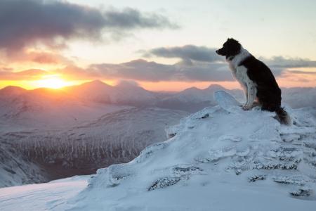 边境牧羊犬，狗，冬天，山，日落