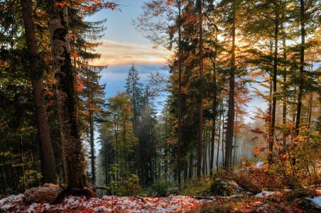 森林，树木，秋季，景观