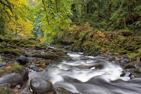 河，森林，石头，秋天