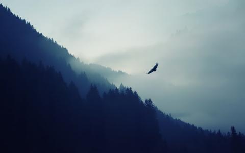 鹰，自然，阴霾，鸟，山，森林