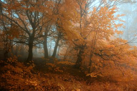 橙色，树木，森林，秋天，雾