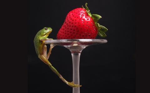 青蛙，草莓