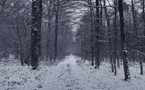 路，雪，森林