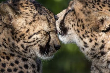 猎豹，野猫，掠夺者，情侣，爱抚，关怀，友谊