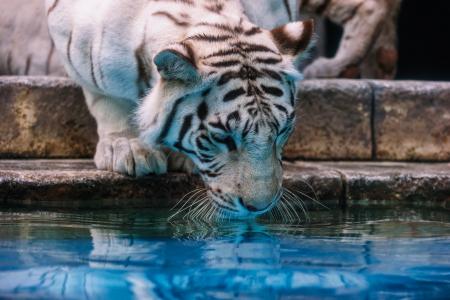 白虎，老虎，野猫，捕食者，枪口，浇水，动物园
