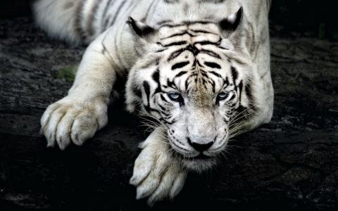 白，老虎，壁纸