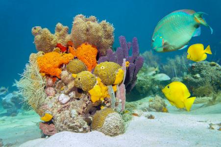 海，海底，鱼，珊瑚
