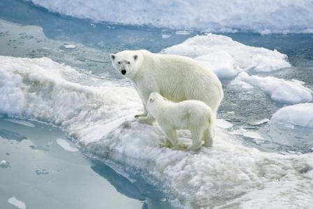 北极熊，北极熊，浮冰，熊，小熊