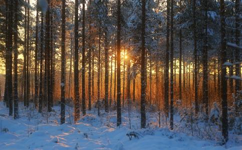 日落，冬天，森林，景观
