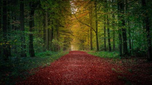 秋天，森林，道路，树木，景观