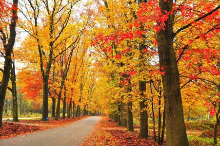秋天，公园，路，树，景观
