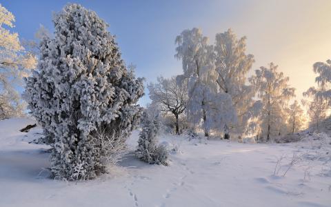 Vagnhаrad，Sodermanland，瑞典，瑞典，冬天，雪，树木