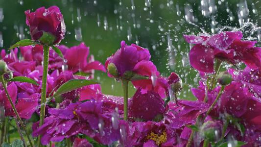 花，滴，雨