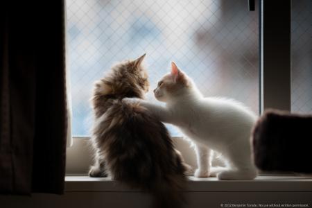 小猫，窗台