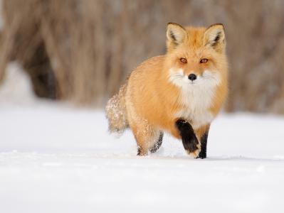 狐狸，红色，冬天，雪