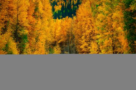 秋天，树木，森林，道路，性质