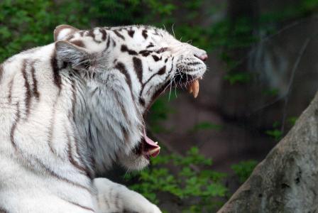 一只老虎，一只白老虎，一只野猫，打哈欠，下巴，f牙