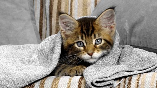 猫藏起来，毯子