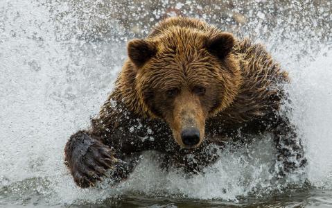 熊，水，喷雾，游泳