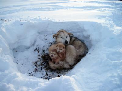 雪，小狗，羊毛，霜，毛皮，冬天
