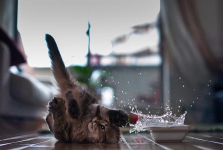 котёнок，мишка，вода