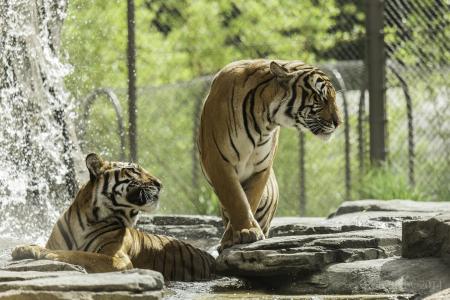 老虎，野猫，掠食者，情侣，洗澡，动物园