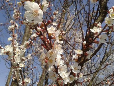 春天，春天的风景，开花杏，鲜花，蜜蜂，树，天空