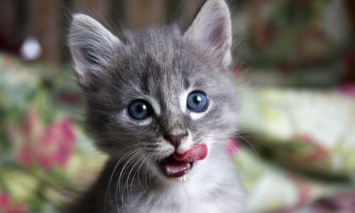 小猫，舌头，眼睛