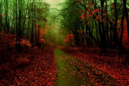 森林，雾，叶子，秋天，道路