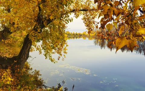 湖，树，黄色，秋天