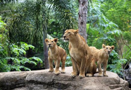 家庭，狮子，母狮，猫，狮子