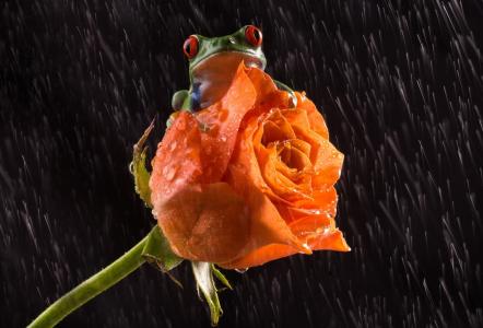 青蛙，花，玫瑰，雨